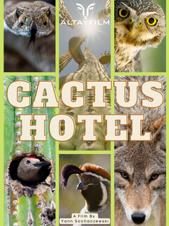 Cactus Hotel