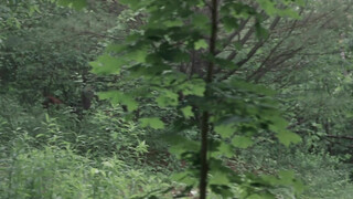 В ловушке времени