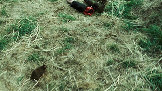 Пристрели их