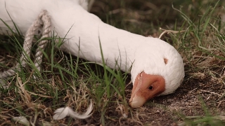 Чудесное путешествие Нильса с дикими гусями