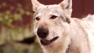 Чудесное путешествие Нильса с дикими гусями