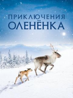 Приключения олененка
