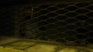 Звериная ярость