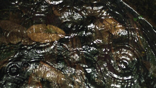 Отчаянный ход