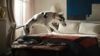 Верный друг